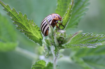 Kartoffelk&auml;fer : Potato Beetle 3