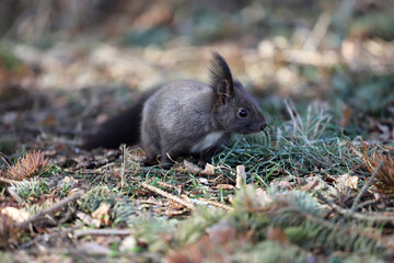 Squirrel in nature with forest background