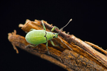 Green Broad Nosed Weevil, Polydrusus formosus, Satara, Maharashtra, India