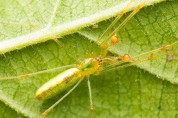 Green Long jawed spider camouflaged, Tetragnatha guatemalensis, Satara, Maharashtra, India