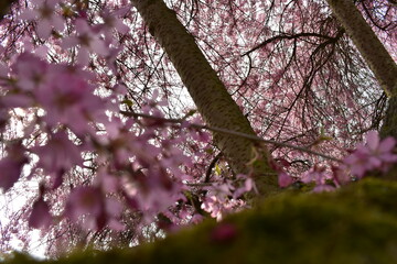 Blüten, Bäume, Pflanzen