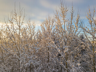 Branches of deciduous trees covered with a lot of snow in the sun against the blue sky, copy space