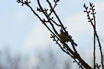 Vogel