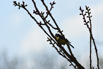 Vogel