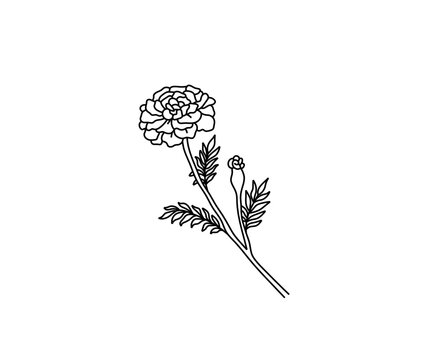 Carnation flower drawing illustration. Black and white with line art Stock  Vector Image & Art - Alamy