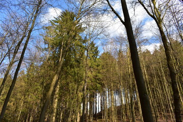 Obraz premium Waldfotografie