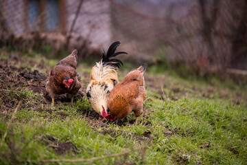 a white and black rooster sitting with his chickens in the garden and nibbling on the green grass. a group of domestic birds at the farm near the forest