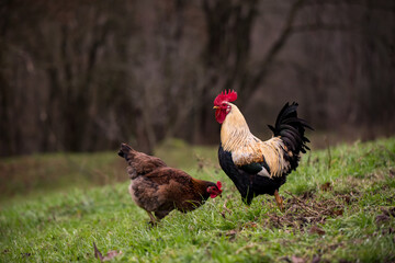 a white and black rooster sitting with his chickens in the garden and nibbling on the green grass. a group of domestic birds at the farm near the forest