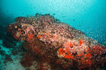 Fototapeta na wymiar Colourful underwater reef scene, small fish surrounding coral reef in blue water
