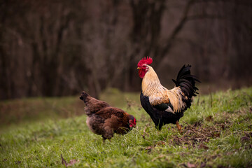 a white and black rooster sitting with his chickens in the garden and nibbling on the green grass. a group of domestic birds at the farm near the forest