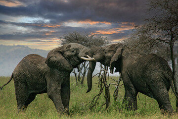 Fototapeta na wymiar African elephant (Loxodonta africana) two fighting bulls, Serengeti National Park; Tanzania