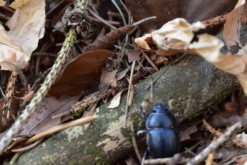Insekten