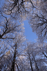 Fototapeta premium Verschneite Baumkronen und blauer Himmel