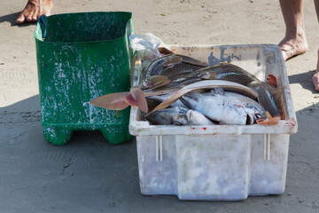 Fish, fishes on the coast in a bowl. Typical fish of the sea. Cacao, Grouper, Tuna, Corvina. To be...