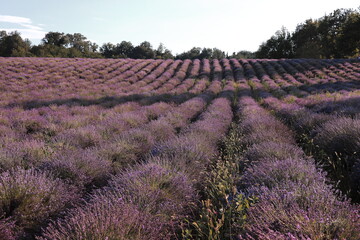 lavanda 