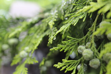 
Ukraine Lviv Bryukhovychi spruce needles thuja rain dew drop autumn sun shine greens transparency dripping cone color round oval