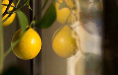 lemons on a branch