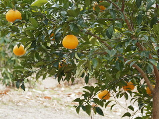 果実をつけたダイダイの木