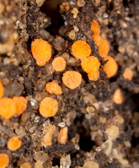 Small mushrooms on the ground.