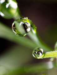 Dew drops on a green plant.