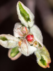 Close-up of flowers on an apple tree on a black background.
