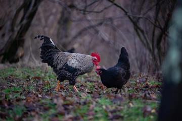 a motley rooster sitting with hens in the garden nibbling green grass. chickens at the farm in the nature at the village