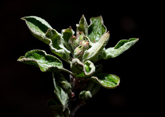Close-up of flowers on an apple tree on a black background.