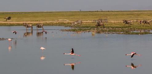 african lake animal come together (flamingos, wildebeest, zebras drinking at waterhole)
