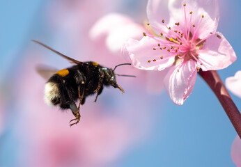 Close-up of a bee flies near a flower on a tree.