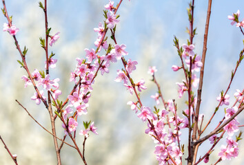 Close-up of pink flowers on a peach