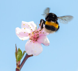 Close-up of a bee on a flower on a tree.