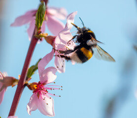 Close-up of a bee on a flower on a tree.
