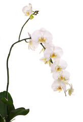 Naklejka na ściany i meble Branch with tropical orchid flowers on white background