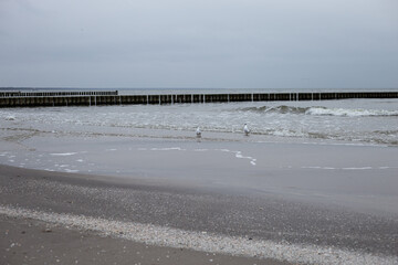 Strand Sommer Möwen 