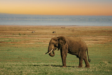 Obraz na płótnie Canvas African elephant (Loxodonta africana) lonely elephant bull in savanna, Serengeti National Park; Tanzania