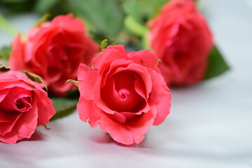 Close up of pink roses against a grey background