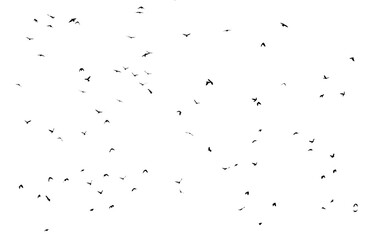 A flock of birds isolated on a white