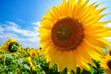 Obraz premium ヒマワリ