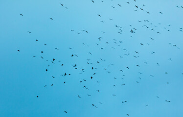 A flock of birds isolated on blue sky.