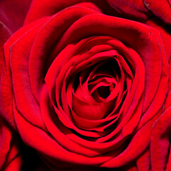 Red rose flowers as background.