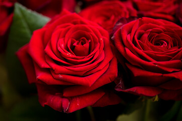 Red rose flowers as background.
