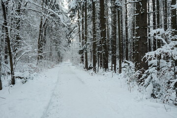 road in winter forest