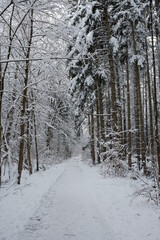 Fototapeta premium Wanderwege führen durch den verschneiten Winterwald