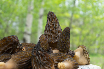 Morel, Morchella or Morel Mushroom in nature. Morel - morchella in grass. Healthy morel, morchella.