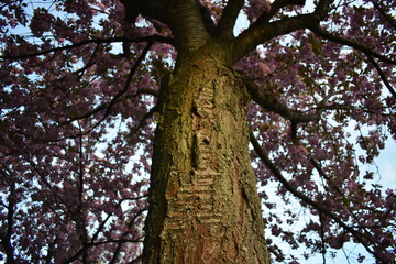 Blüten, Blumen, Bäume und Natur