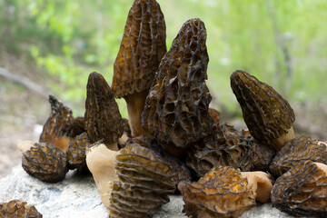 common morel elata mushrooms organic outdoor outdoors .