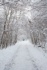 Obraz premium Wanderwege im Verschneiten Harz Wald 