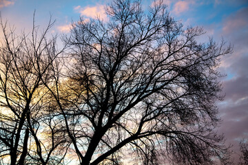 Bare branches on a tree at sunset.