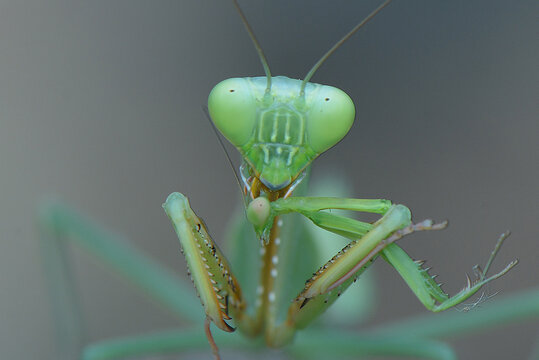 Praying mantis canibal eat
