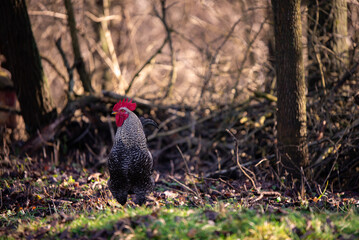 a motley rooster standing on the green grass near the forest. domestic bird at the farm